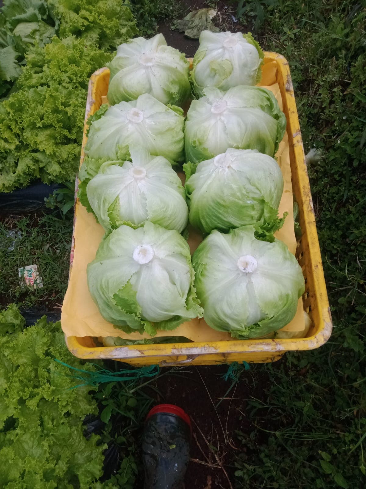 menyediakan Lettuce