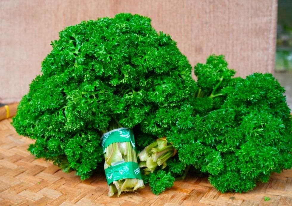 menyediakan Parsley